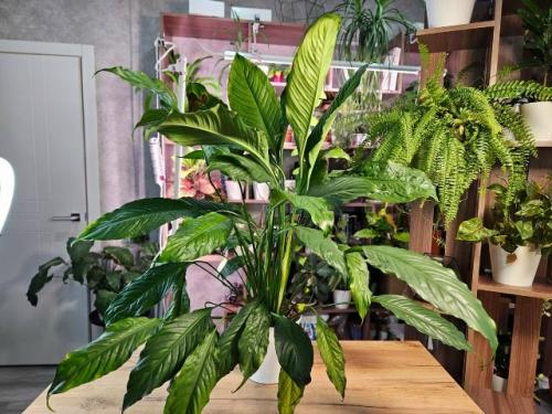 7 комнатных растений, с которыми дом сразу выглядит уютнее - и без сложного ухода. 05