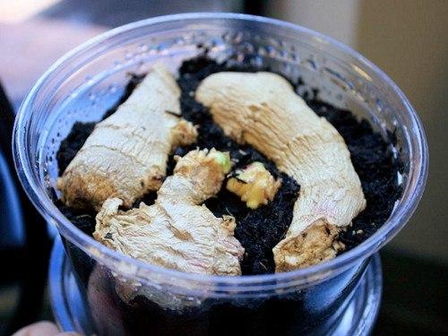 Имбирь на даче: выращивание, уход, размножение. 03