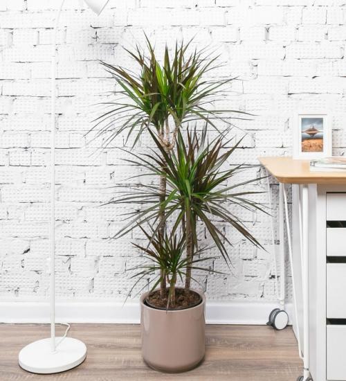 7 комнатных растений, с которыми дом сразу выглядит уютнее - и без сложного ухода. 07