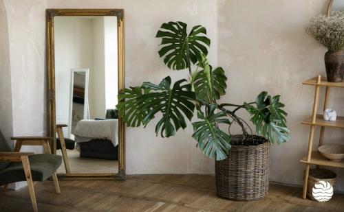 7 комнатных растений, с которыми дом сразу выглядит уютнее - и без сложного ухода. 01