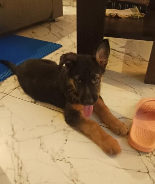 Трям!  Здравствуйте!   Знакомьтесь: это триня. 02