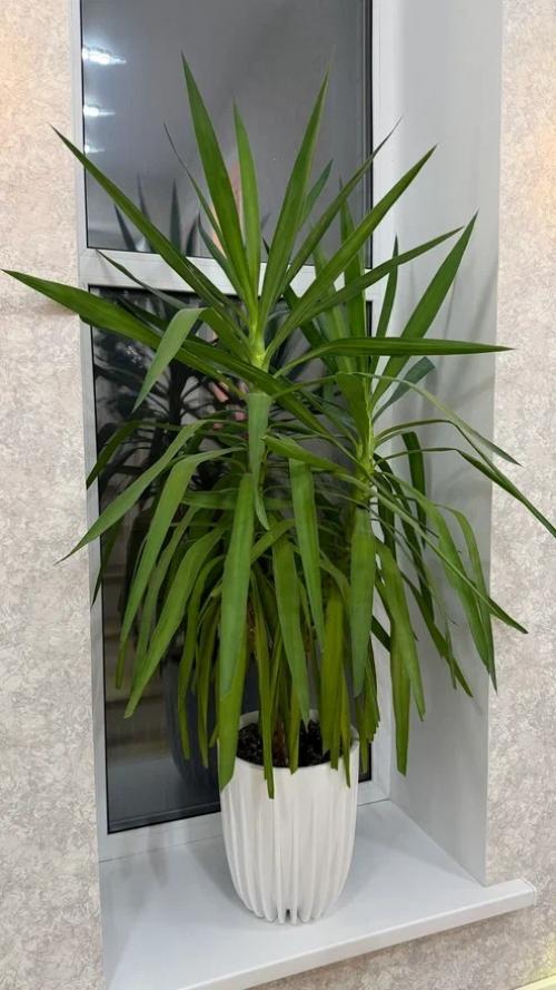 7 комнатных растений, с которыми дом сразу выглядит уютнее - и без сложного ухода. 08