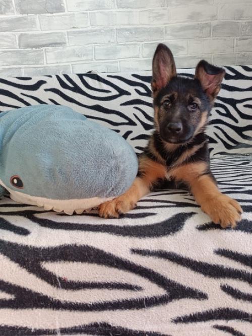 Трям!  Здравствуйте!   Знакомьтесь: это триня. 01