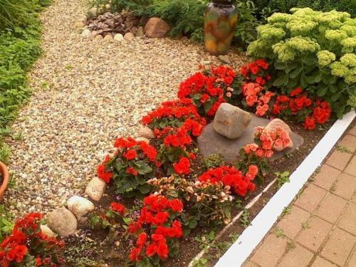 15 однолетников, цветущих все лето. 06