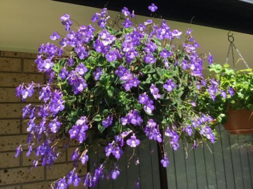 Нежная фиалка - стрептокарпелла ампельная. 04