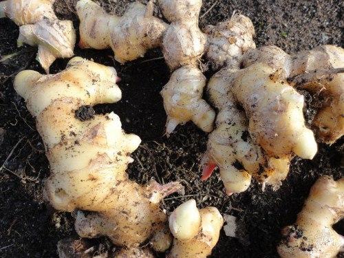 Имбирь на даче: выращивание, уход, размножение. 05