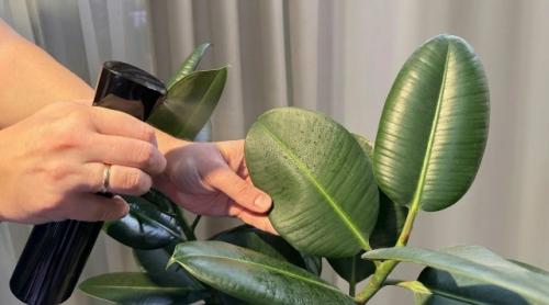 7 комнатных растений, с которыми дом сразу выглядит уютнее - и без сложного ухода. 04