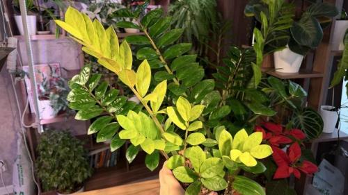 7 комнатных растений, с которыми дом сразу выглядит уютнее - и без сложного ухода. 02