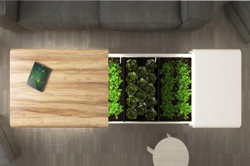 Теплый климат, позволяющий выращивать зелень круглый год, - это, к сожалению, не о погодных условиях России. 01 Теплый климат, позволяющий выращивать зелень круглый год, - это, к сожалению, не о погодных условиях России. 01