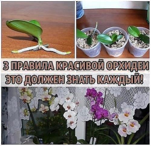 3 правила красивой орхидеи.  