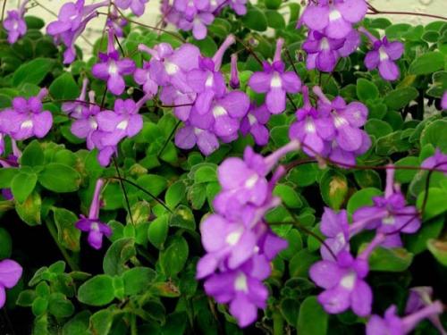 Нежная фиалка - стрептокарпелла ампельная. 07