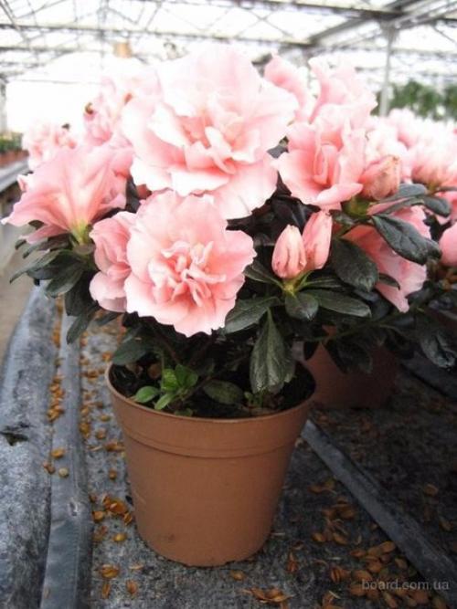 Растения - кондиционеры.  О пользе домашних растений можно говорить бесконечно.