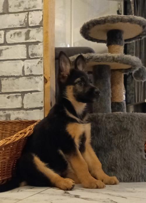 Трям!  Здравствуйте!   Знакомьтесь: это триня. 03