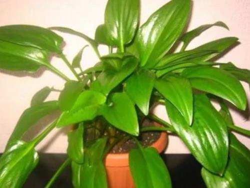 Дримиопсис?   Отличный выбор для тех, кто любит комнатные растения за яркую зелень, а не за эффектные цветы. 05