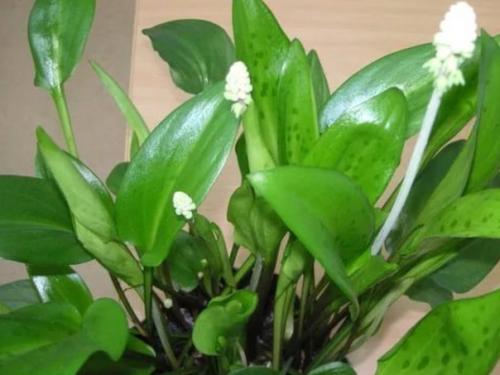 Дримиопсис?   Отличный выбор для тех, кто любит комнатные растения за яркую зелень, а не за эффектные цветы. 02