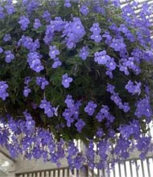 Нежная фиалка - стрептокарпелла ампельная. 08