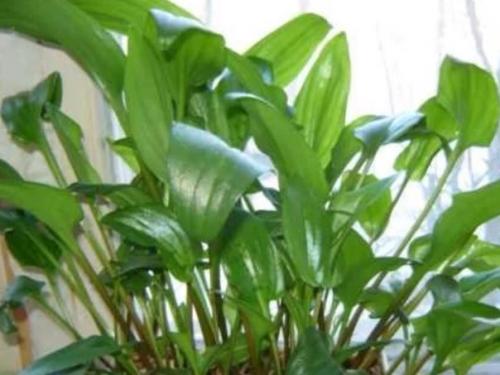 Дримиопсис?   Отличный выбор для тех, кто любит комнатные растения за яркую зелень, а не за эффектные цветы. 03