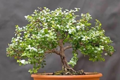 Мирсина - уход в домашних условиях за африканской красавицей. 05