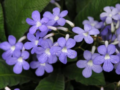 Нежная фиалка - стрептокарпелла ампельная. 05