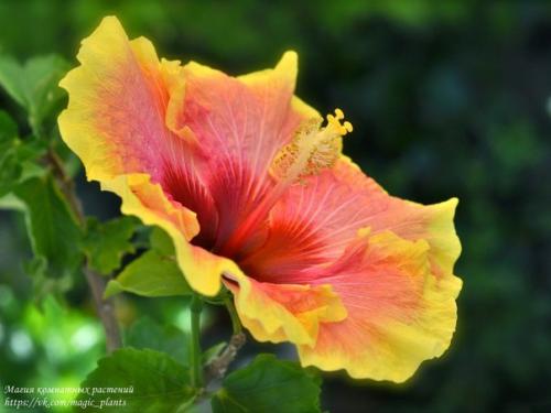 Китайская роза комнатная. 04