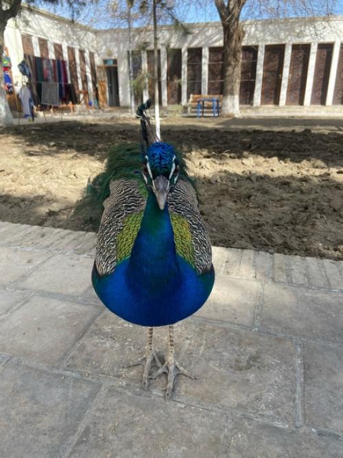 Уже год как выпустился из университета и с тех пор скучал разве что по павлинам, которые мирно гуляли на заднем дворе главного корпуса. 04