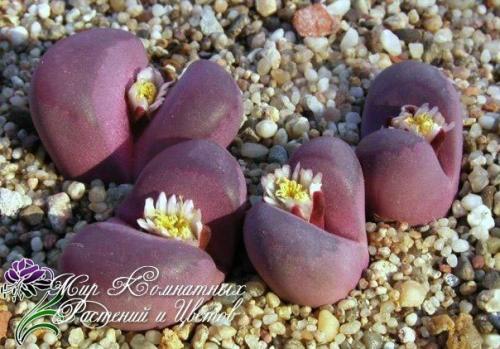 Литопсы или живые камни подоконники украсят? 03