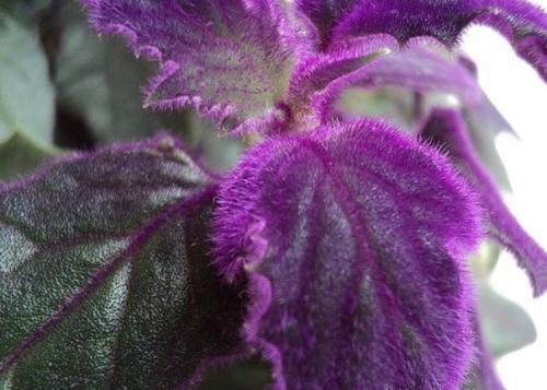 Гинура - синяя птица. 06