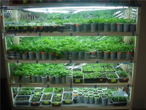 Лампы для рассады - просто о сложном.