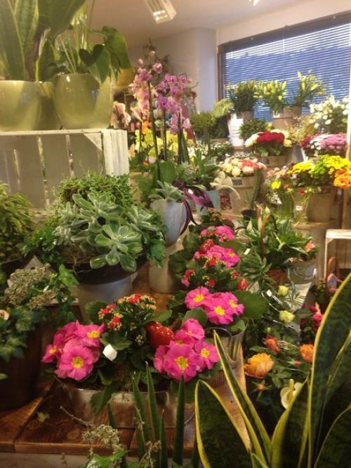 Как создать свой зелёный уголок в квартире? 01