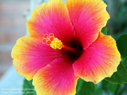 Китайская роза комнатная. 02