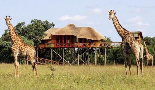 Отели на деревьях. 04