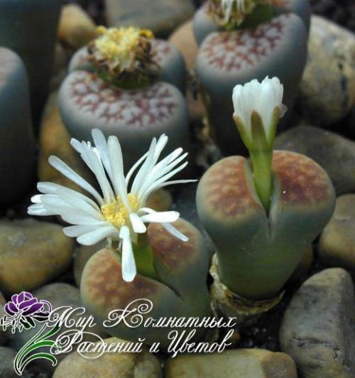 Литопсы или живые камни подоконники украсят?