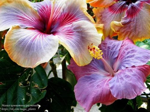 Китайская роза комнатная. 01