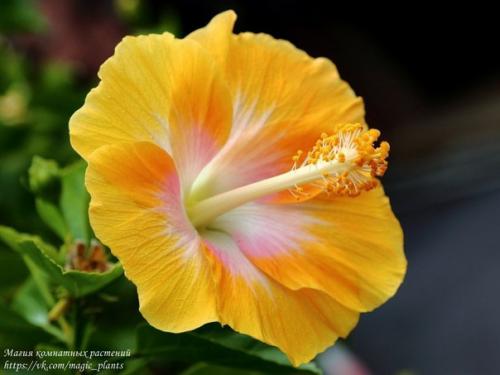 Китайская роза комнатная. 05