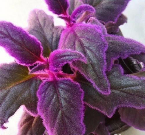 Гинура - синяя птица. 01