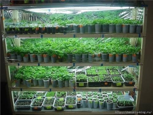 Лампы для рассады - просто о сложном. 
