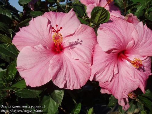 Китайская роза комнатная. 03