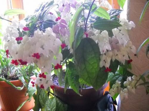 Клеродендрум или клеродендрон Дерево Судьбы или дерево счастья. 02