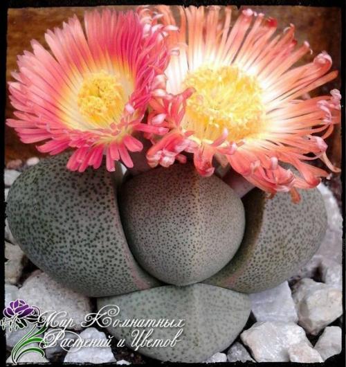 Литопсы или живые камни подоконники украсят? 01