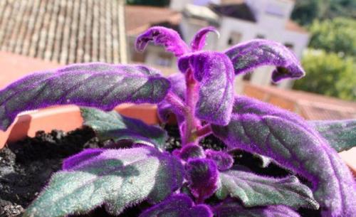 Гинура - синяя птица. 05