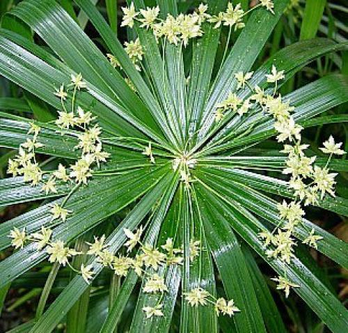 Циперус.  Уход и разведение циперуса. 02