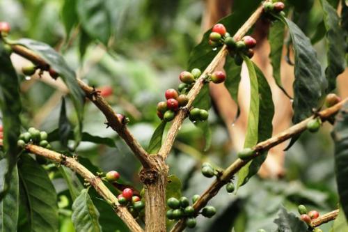 Радиогринго: саленто.  Типичная сентенция для опытных путешественников …. 08