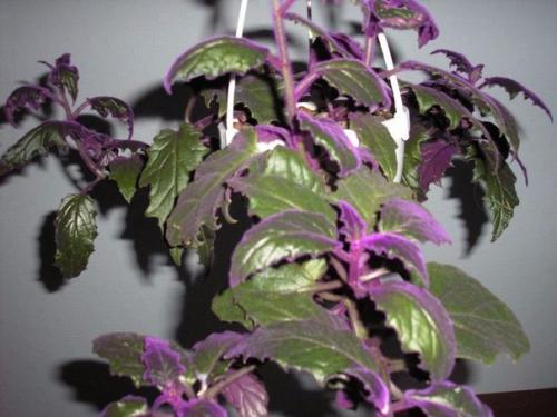 Гинура - синяя птица. 02