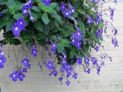 Нежная фиалка - стрептокарпелла ампельная. 05