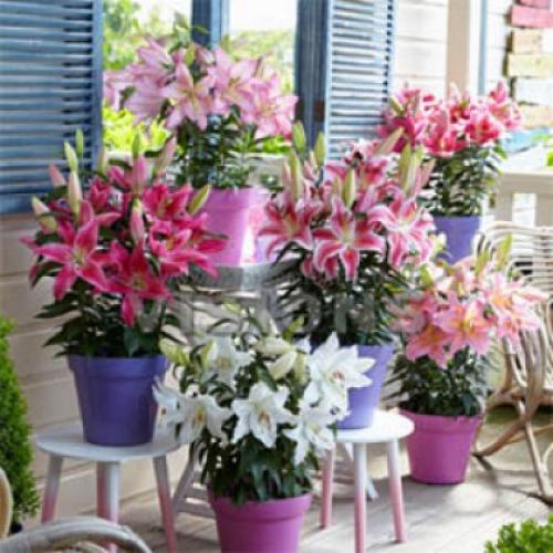 Садовые лилии - как выращивать в комнатах? 07