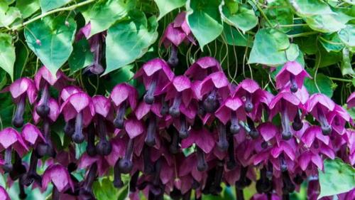 Родохитон?  Родохитон собой быстрорастущую многолетнюю лиану с удивительными соцветиями представляет.