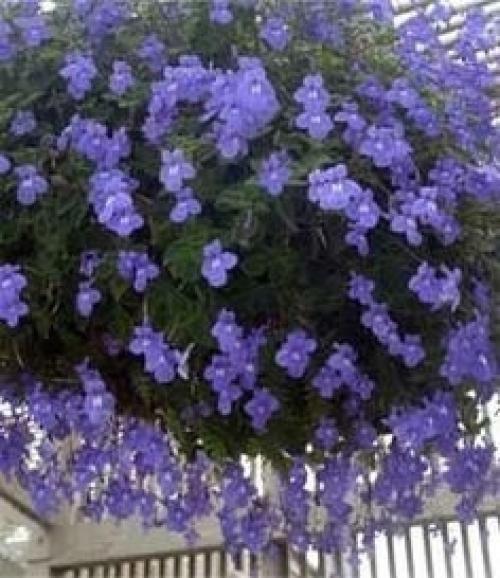 Нежная фиалка - стрептокарпелла ампельная. 08