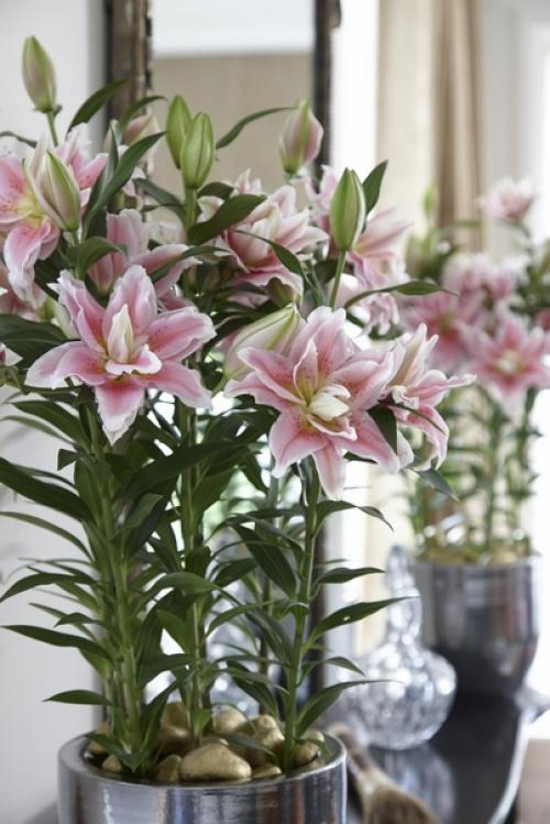 Садовые лилии - как выращивать в комнатах? 05