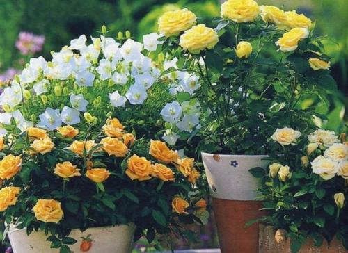 Как вырастить розы на балконе. 05