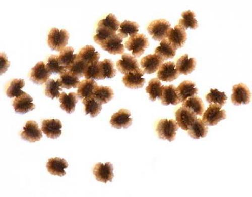 Родохитон?  Родохитон собой быстрорастущую многолетнюю лиану с удивительными соцветиями представляет. 01